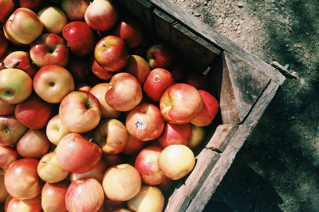 Frisch geerntetes Obst